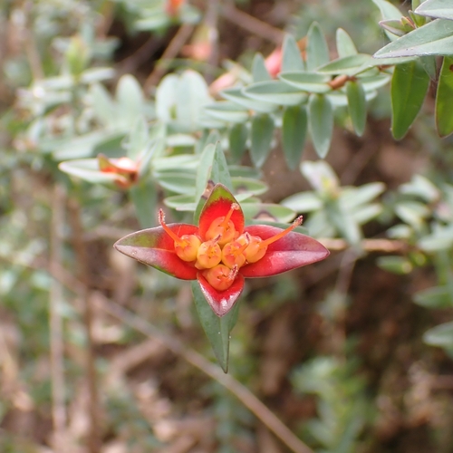 Darwinia citriodora, photograph 5