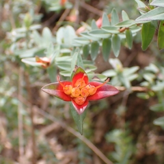 Darwinia citriodora, photograph (c) Luke Lythgoe, some rights reserved (CC BY)
