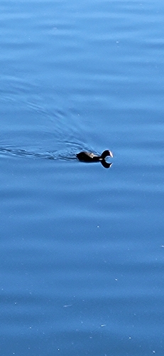 Eurasian Coot