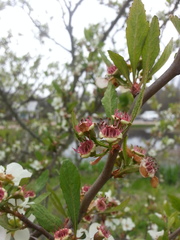 Crataegus opaca
