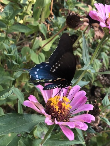 Pipevine Swallowtail