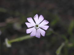Silene lynesii