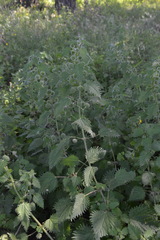 Urtica pilulifera