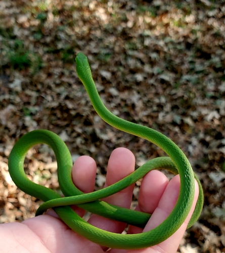 Rough Greensnake