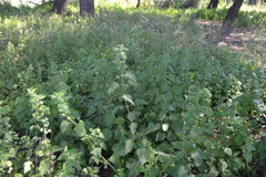 Urtica pilulifera