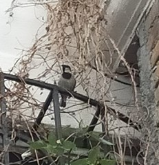 Passer domesticus
