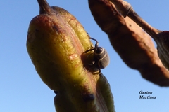 Rhyssomatus marginatus