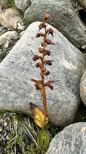 Dactylorhiza viridis, 2026-09-19