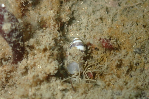 Rictaxis punctocaelatus observed 2026-09-19