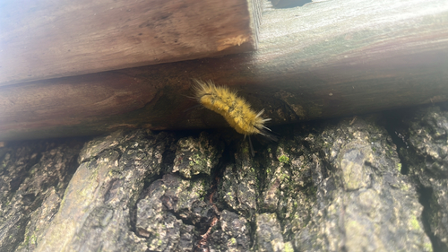 Banded Tussock Moth
