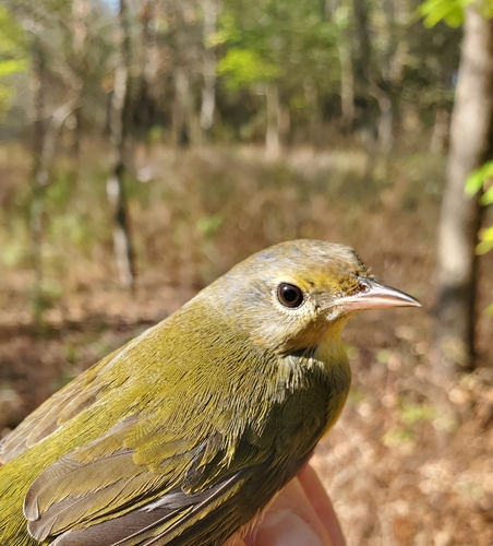 Mourning Warbler