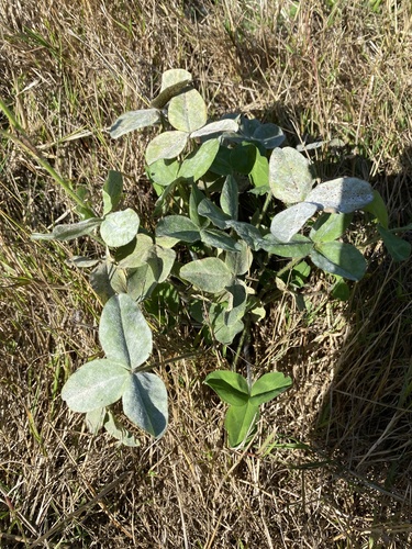 Clover Powdery Mildew