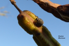 Rhyssomatus marginatus