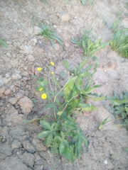 Potentilla chrysantha