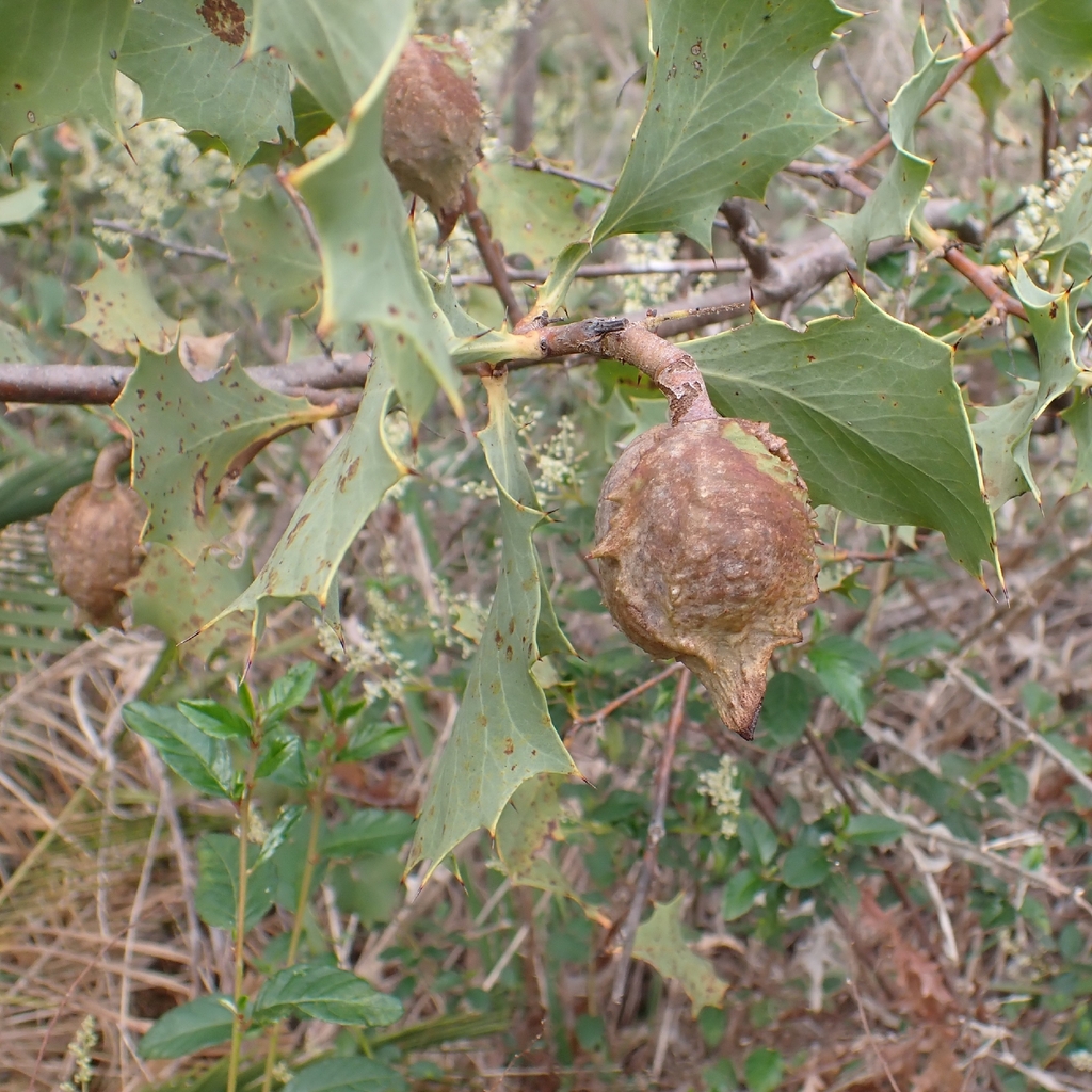 Hakea cristata; photograph (c) Luke Lythgoe, some rights reserved (CC BY)
