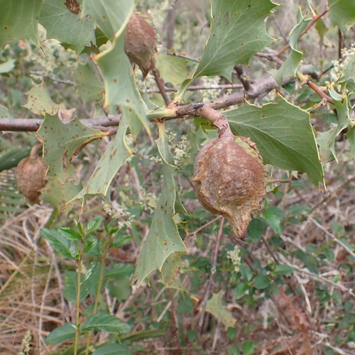 Hakea cristata
