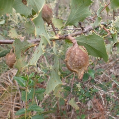 Hakea cristata