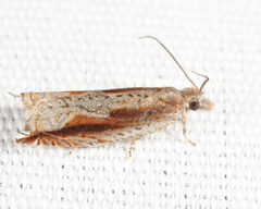 Ancylis diminuatana