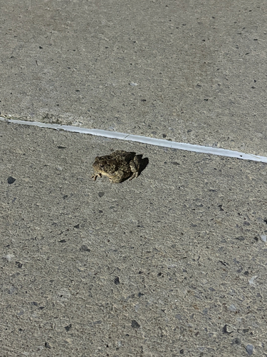 American Toad