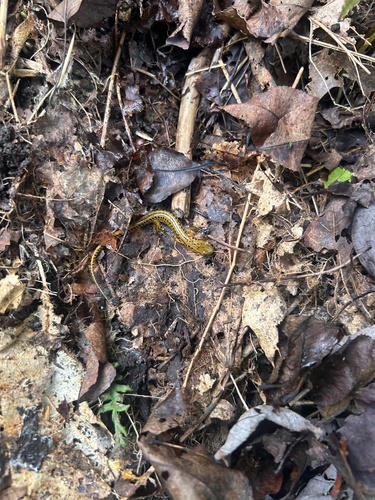 Long-tailed Salamander