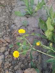 Potentilla chrysantha