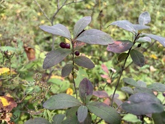 Lonicera oblongifolia