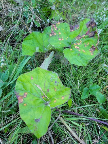 colt's-foot