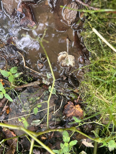 Pickerel Frog