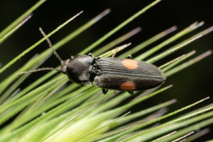 Cardiophorus biguttatus