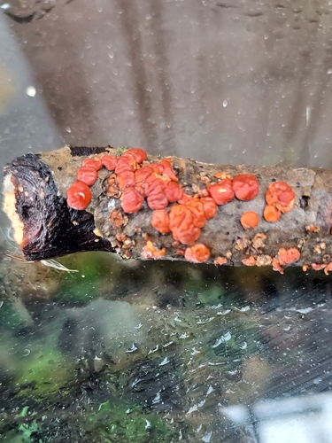 Red Tree Brain Fungus