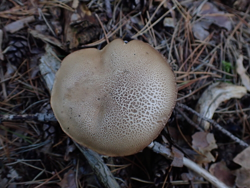 Bitter Bolete
