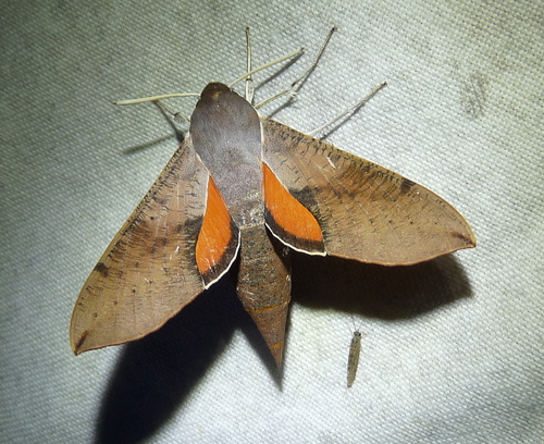 Coprosma Hawk Moth