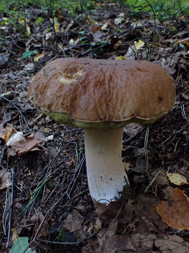 King Bolete