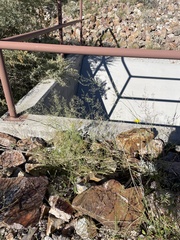 Eragrostis lehmanniana