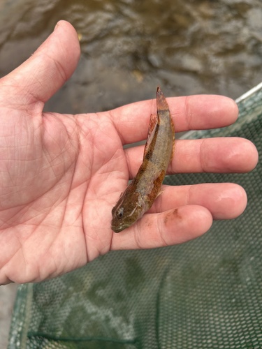 Blue Ridge Sculpin