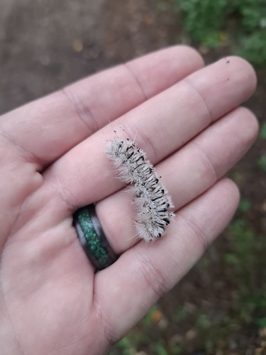Hickory Tussock Moth