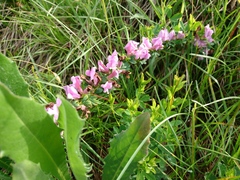 Chamaecytisus purpureus