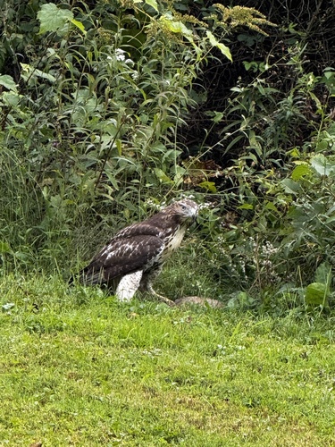 Red-tailed Hawk