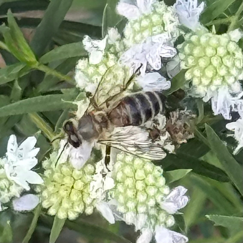 Western Honey Bee