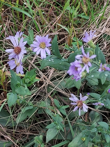 smooth blue aster