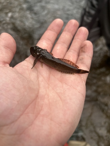 Blue Ridge Sculpin