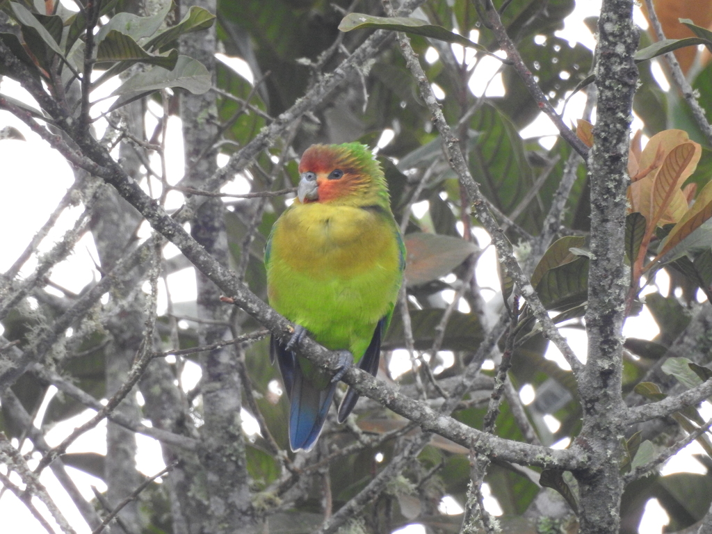 Rusty-faced Parrot photo