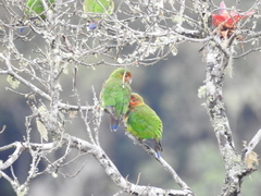 Hapalopsittaca amazonina