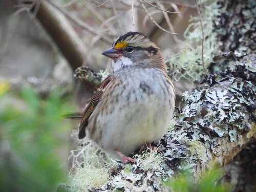 White-throated Sparrow