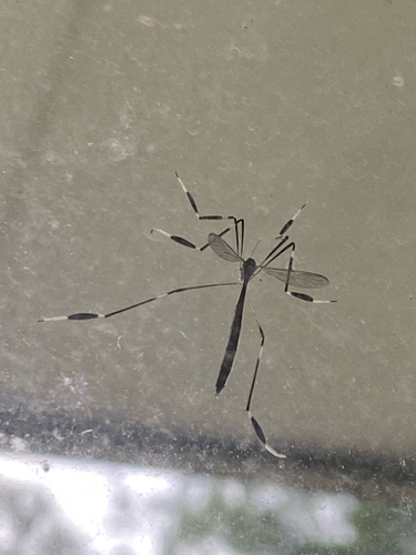 Eastern Phantom Crane Fly