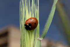 Coccinella septempunctata