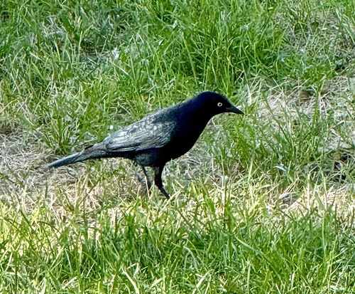 Brewer's Blackbird
