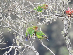 Hapalopsittaca amazonina