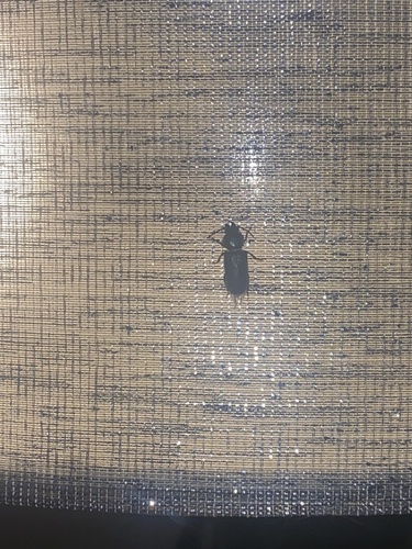 Black Longicorn Beetle