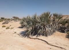 Nannorrhops ritchieana, photograph Krzysztof Ziarnek, CC BY, iNaturalist via GBIF
